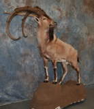 LIFESIZE PERSIAN IBEX 47