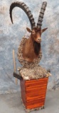 IBEX WATER FOUNTAIN TAXIDERMY