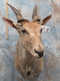 LARGE ELAND SH MT  TAXIDERMY