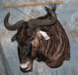 BLUE WILDEBEEST SH MT  TAXIDERMY