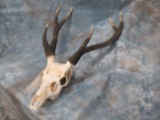 RUSSA DEER SKULL TAXIDERMY