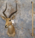 IMPALA SH MT TAXIDERMY