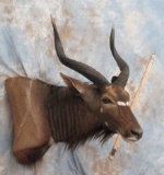 NYALA SH MT TAXIDERMY