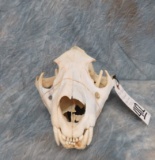 REPAIRED LION SKULL WITH 1 REPRODUCTION CANINE (TX RES ONLY)