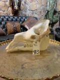 CAMEL SKULL  TAXIDERMY