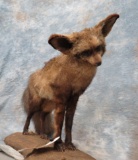 LIFESIZE BAT EARED FOX TAXIDERMY