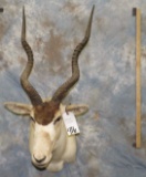 ADDAX (TX RES) TAXIDERMY