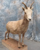 LIFESIZE FEMALE BIG HORN SHEEEP TAXIDERMY