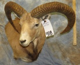 MOUFLON WALL PED TAXIDERMY