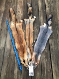 1 GREY FOX AND 2 RED FOX FURS/HIDES (3X$) TAXIDERMY
