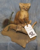 LIFESIZE PINE MARTIN TAXIDERMY
