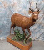 LIFESIZE SITATUNGA TAXIDERMY