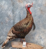 LIFESIZE STANDING TURKEY TAXIDERMY