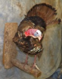 LIFESIZE TURKEY ON BRANCH  TAXIDERMY