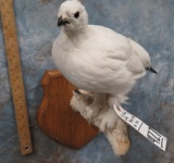 LIFESIZE PTARNIGAN ON LIMB  TAXIDERMY