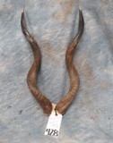 LESSER KUDU HORNS ON SKULL CAP  TAXIDERMY