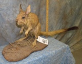 SPRINGHARE TAXIDERMY