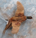 LIFESIZE FLYING PHEASANT TAXIDERMY