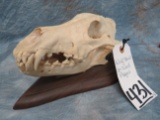 WOLF SKULL ON WOODEN PLAQUE TAXIDERMY