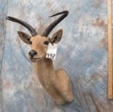 REEDBUCK SH MT TAXIDERMY