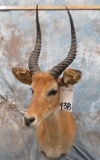 PUKU SHOULDER MOUNT