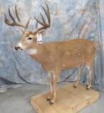 LIFESIZE 10 PT WHITETIAL TAXIDERMY