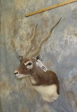 BLACKBUCK SH MT  TAXIDERMY