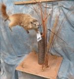 GROUNDHOG ON A LOG TAXIDERMY