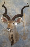 KUDU SH MT TAXIDERMY