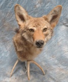 COYOTE SH MT ON ANTLER TAXIDERMY