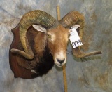 CORSICAN SH MT TAXIDERMY