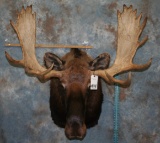 MOOSE SH MT TAXIDERMY