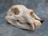 BLACK BEAR SKULL ALL TEETH