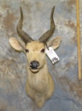 BUSHBUCK SH MT TAXIDERMY