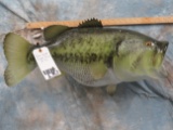 20 LB REPRODUCTION LARGE MOUTH BASS TAXIDERMY
