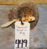 SQUIRREL HEAD IN A LOG TAXIDERMY