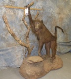 FULL BODY BABOON TAXIDERMY