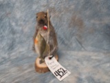 LIFESIZE FISHING SQUIRREL  TAXIDERMY