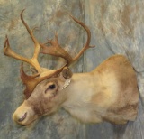 SMALL CARIBOU SH MT  TAXIDERMY