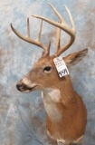 8 PT WHITETAIL SH MT  TAXIDERMY