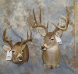 2 WHITETAIL SH MTS (2X$) TAXIDERMY