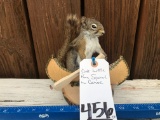 CUTE LITTLE PINE SQUIRREL IN A CANOE TAXIDERMY