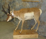 LIFESIZE PRONGHORN TAXIDERMY