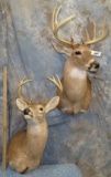 2 WHITETIAL SH MT TAXIDERMY (2X$)