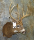 WHITETAIL SH MT TAXIDERMY