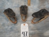3 CAYMAN GATOR HEADS (3X$)