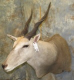 ELAND SH MT TAXIDERMY