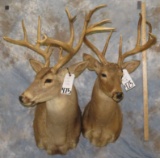 2 WHITETAIL SH MTS (2X$) TAXIDERMY