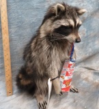 LIFESIZE RACCOON W/CRACKER JACKS -NEW MT  TAXIDERMY
