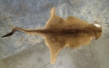 KANGAROO HIDE TAXIDERMY
